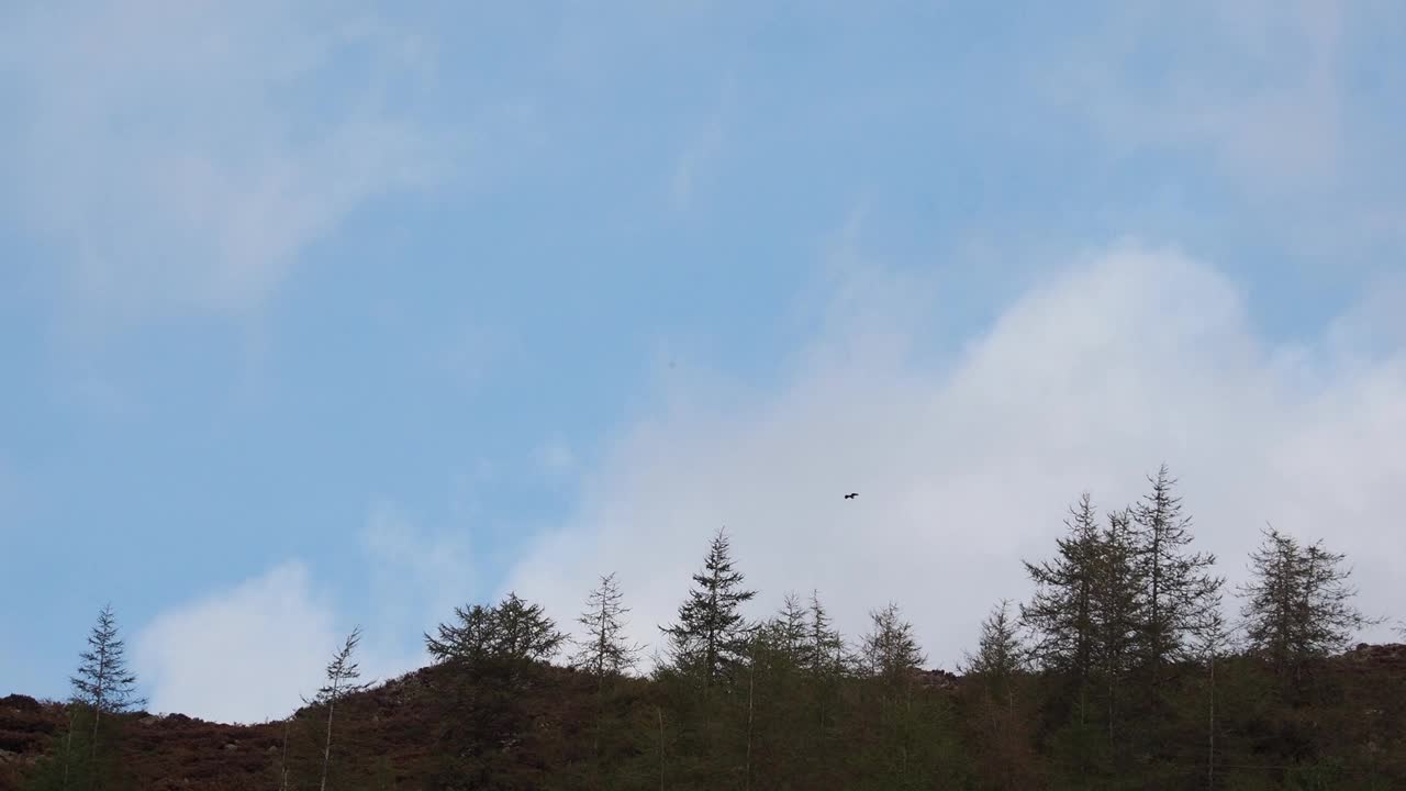 英国湖区朗代尔，一只在风中盘旋的秃鹰。视频下载