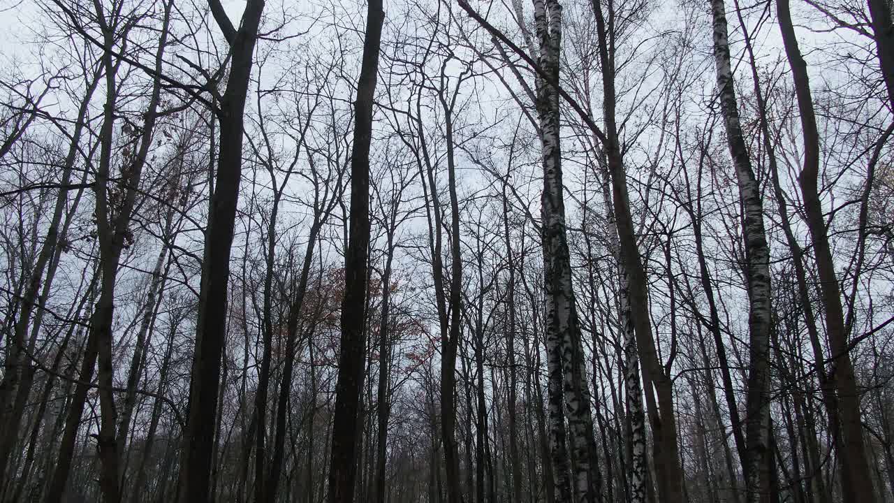 在雾蒙蒙的森林里安静的独处视频下载