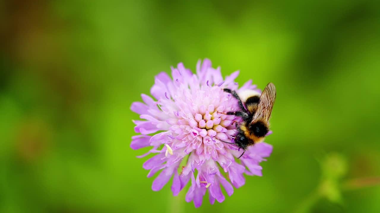 拍摄到一只大黄蜂(bombus sp.)在多汁的花上。紫罗兰色或蓝色花，野糙视频素材