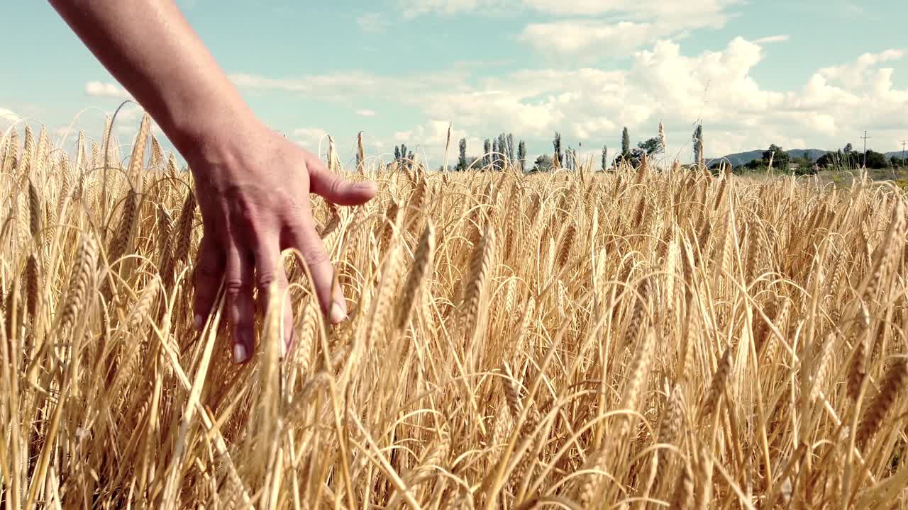日落时女人的手触摸麦穗的慢动作视频下载