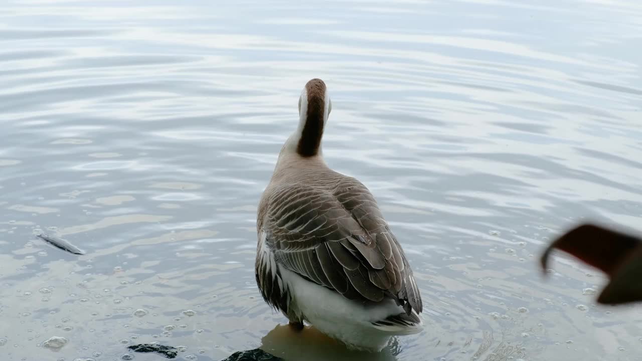 鹅在水里玩耍的特写镜头视频下载