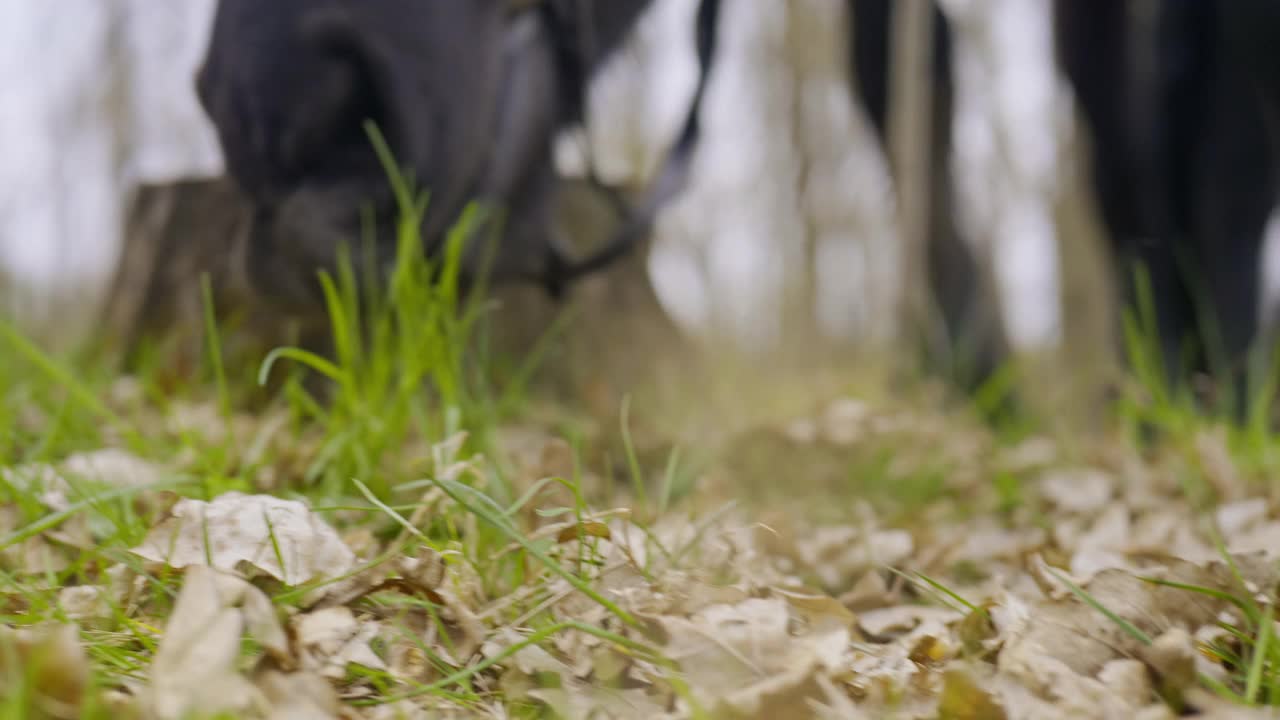 黑马在绿色森林的特写。马在草地上吃草视频素材