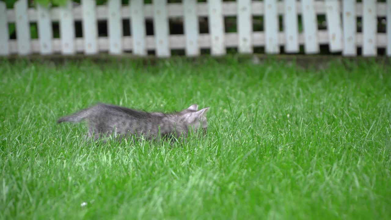 有条纹的小花猫在草丛中行走视频下载