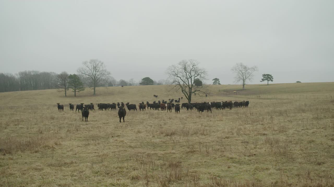 一群小母牛朝正在喂干草的拖拉机跑去视频素材