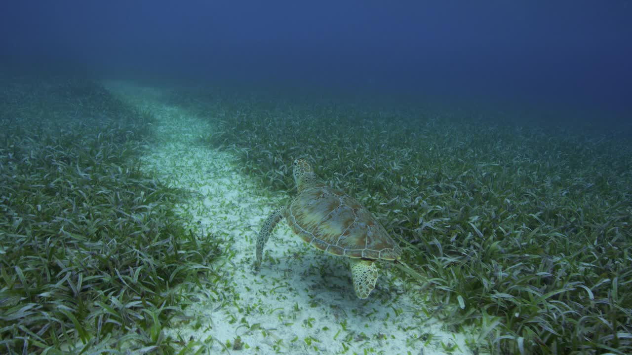 绿海龟潜水游过海草草地，澳大利亚视频素材