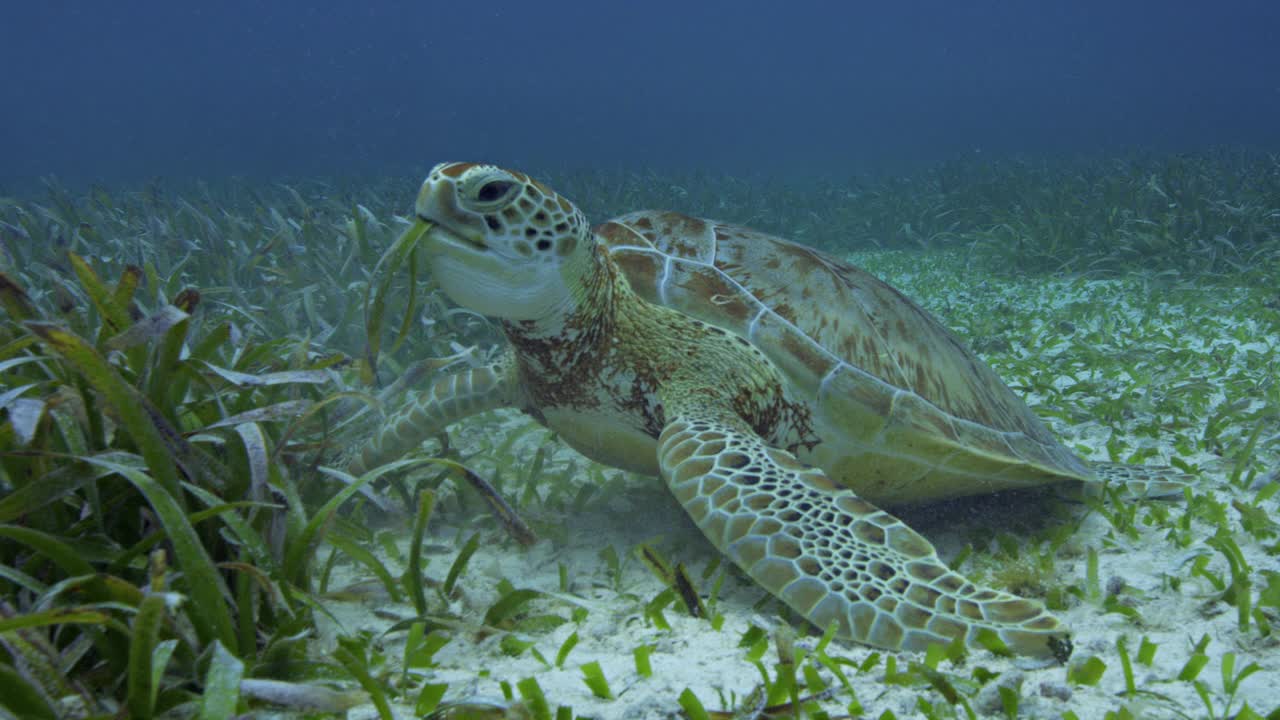 绿海龟吃海草，澳大利亚视频素材