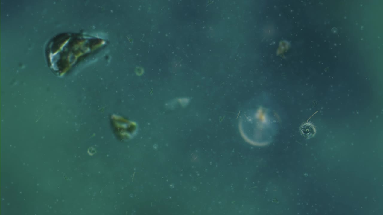 浮游植物在显微镜下视频下载
