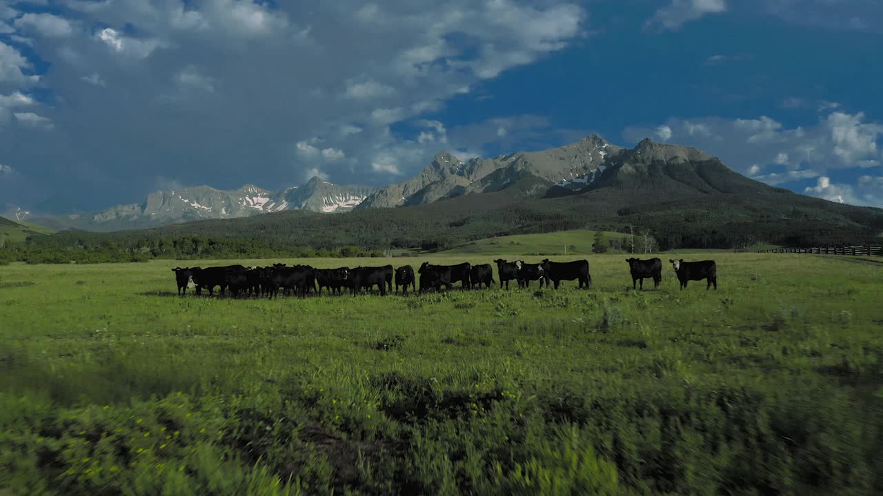在科罗拉多州黑斯廷斯梅萨圣胡安山脉下9000英尺的地方放牧视频素材