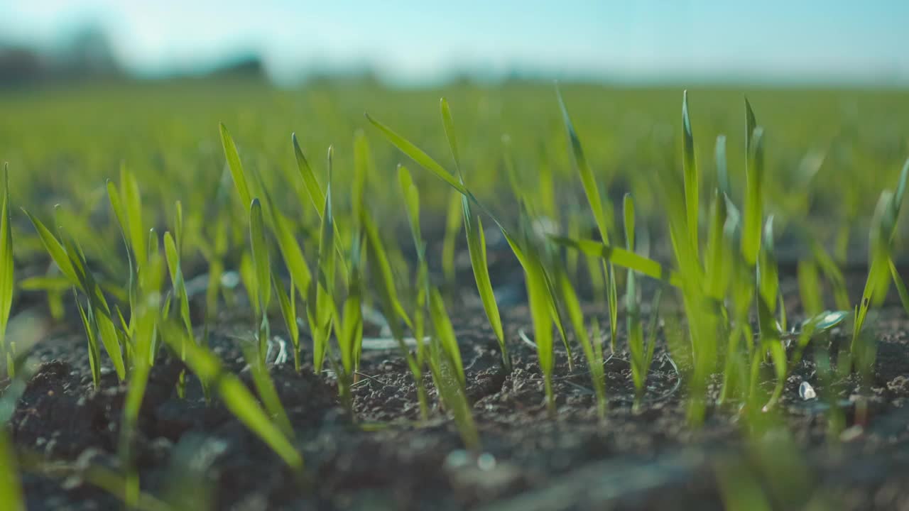 风吹过麦田里的小麦幼苗。农业的概念。视频素材
