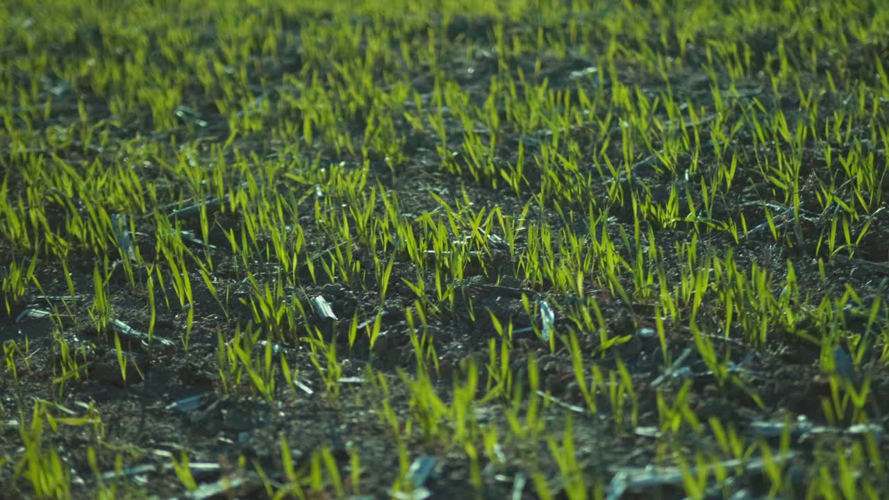 风吹过麦田里的小麦幼苗。农业的概念。视频下载