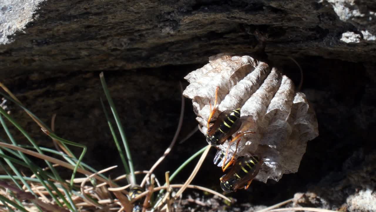 蜂房上的黄蜂视频素材