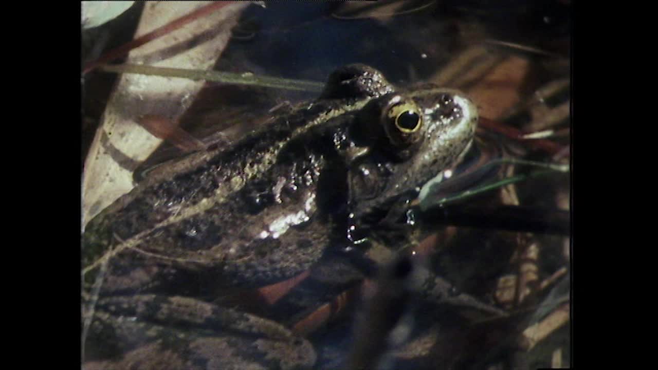 伊拉克，青蛙在蹦蹦跳跳;1979视频下载