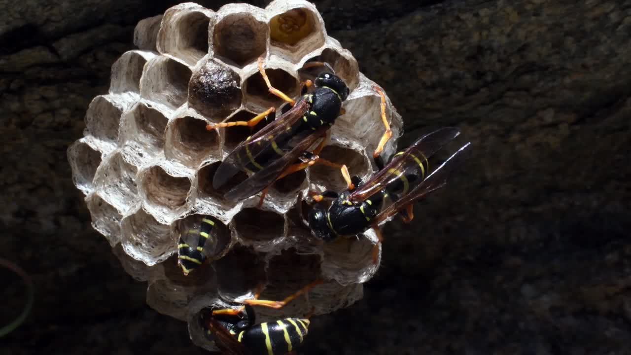 蜂房上的黄蜂视频素材