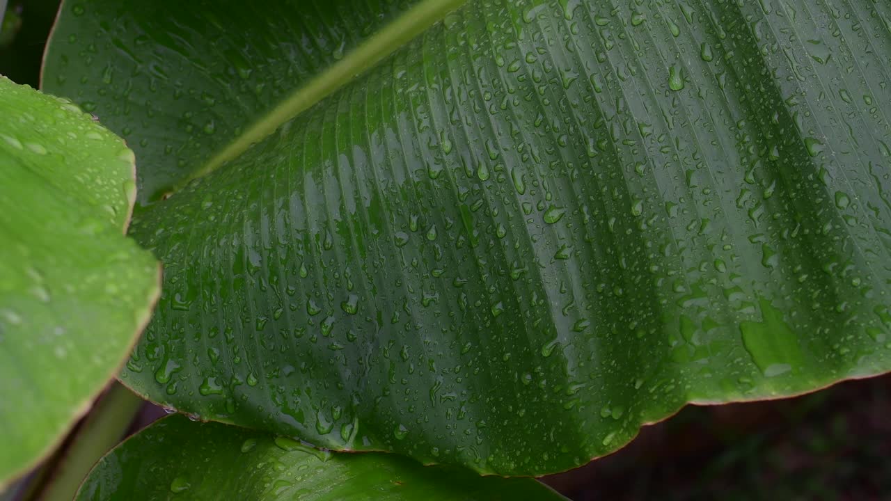 雨滴落在香蕉叶上视频素材