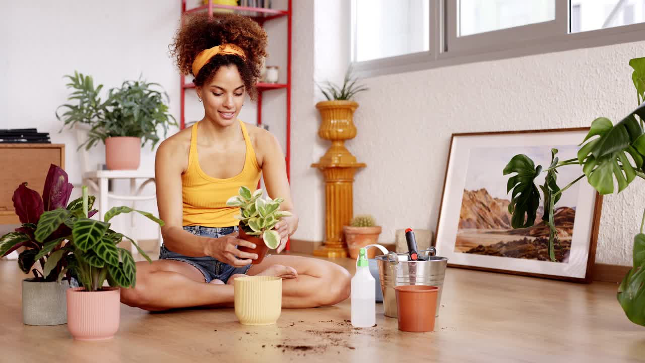 妇女在家中园艺时种植多汁植物视频素材
