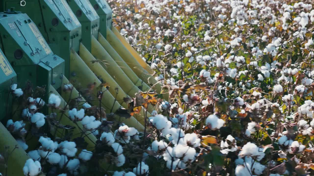 拍摄于棉花收割机上，当时棉花正在田里收割。视频素材