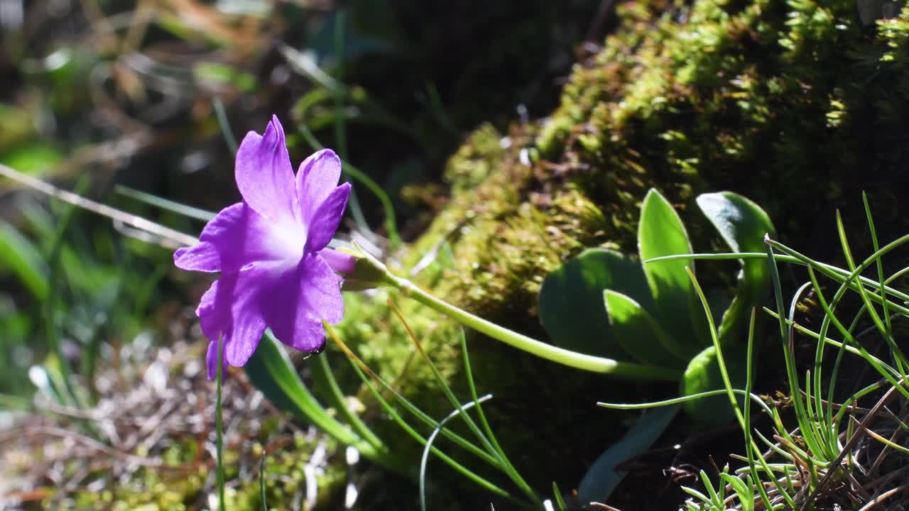 阿尔卑斯的毛报春花，通常钙化。潮湿的悬崖和草坡视频素材