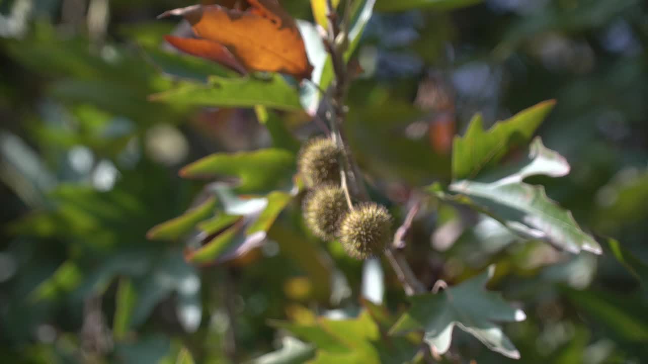 飞机树枝，树叶和种子视频下载