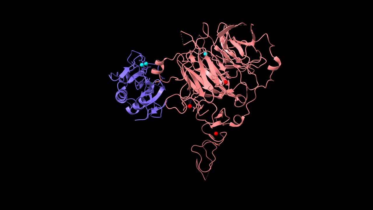 人类刺猬相互作用蛋白(粉色)和超音hedgehog基因(蓝色)复合物的结构视频下载