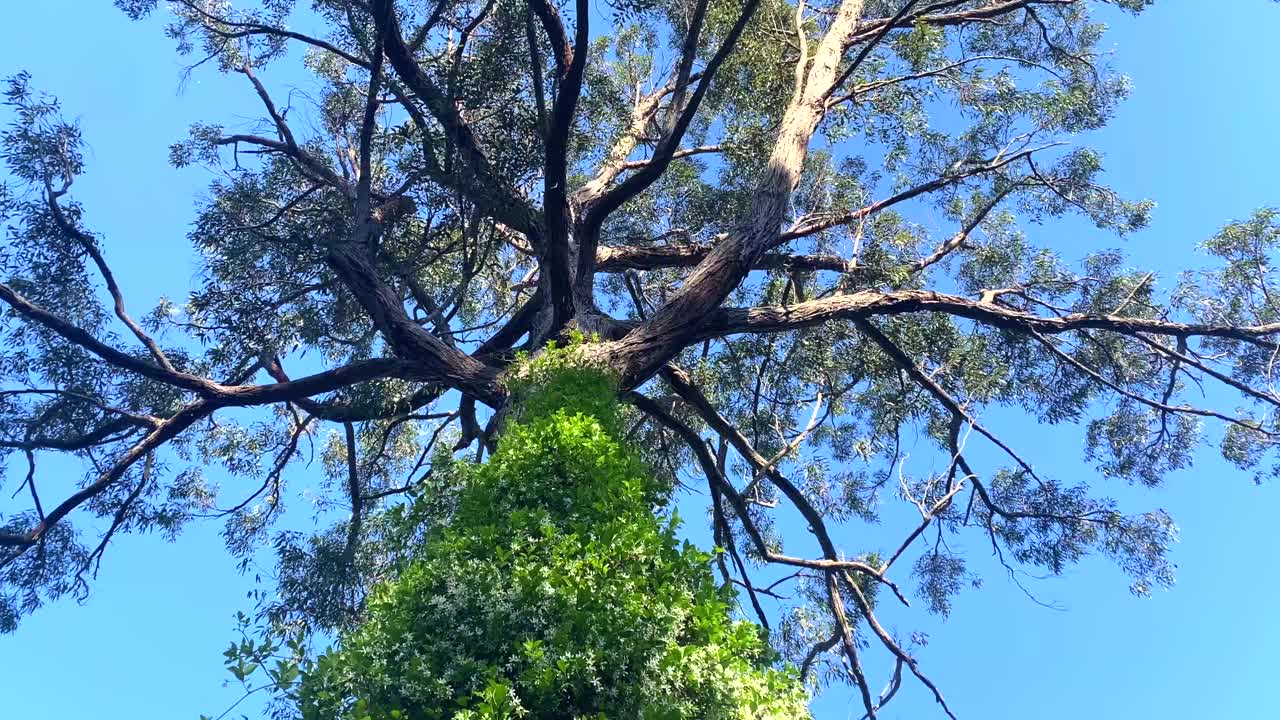 桉树周围的星茉莉藤视频下载