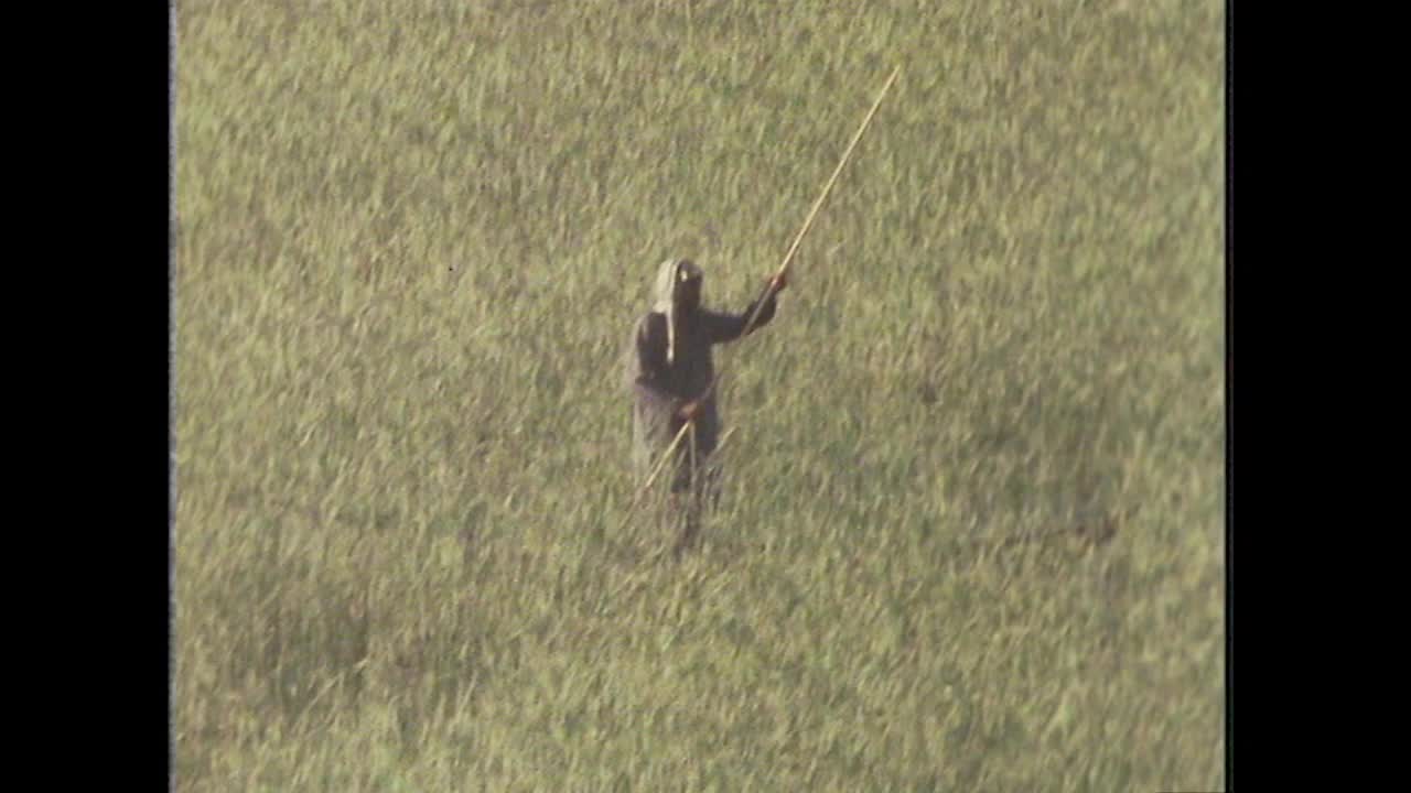 伊拉克，人们在茂密的芦苇中穿梭;1979视频素材