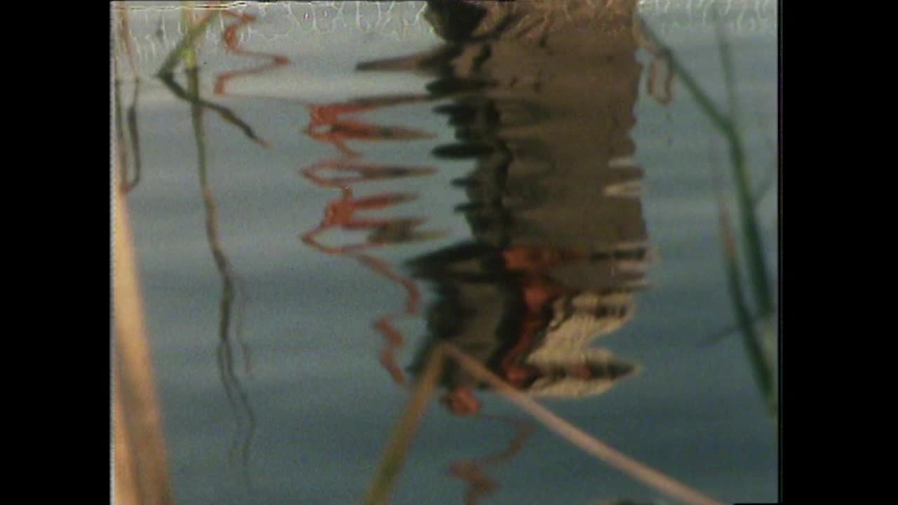 伊拉克人用鱼叉捕鱼;1979视频素材