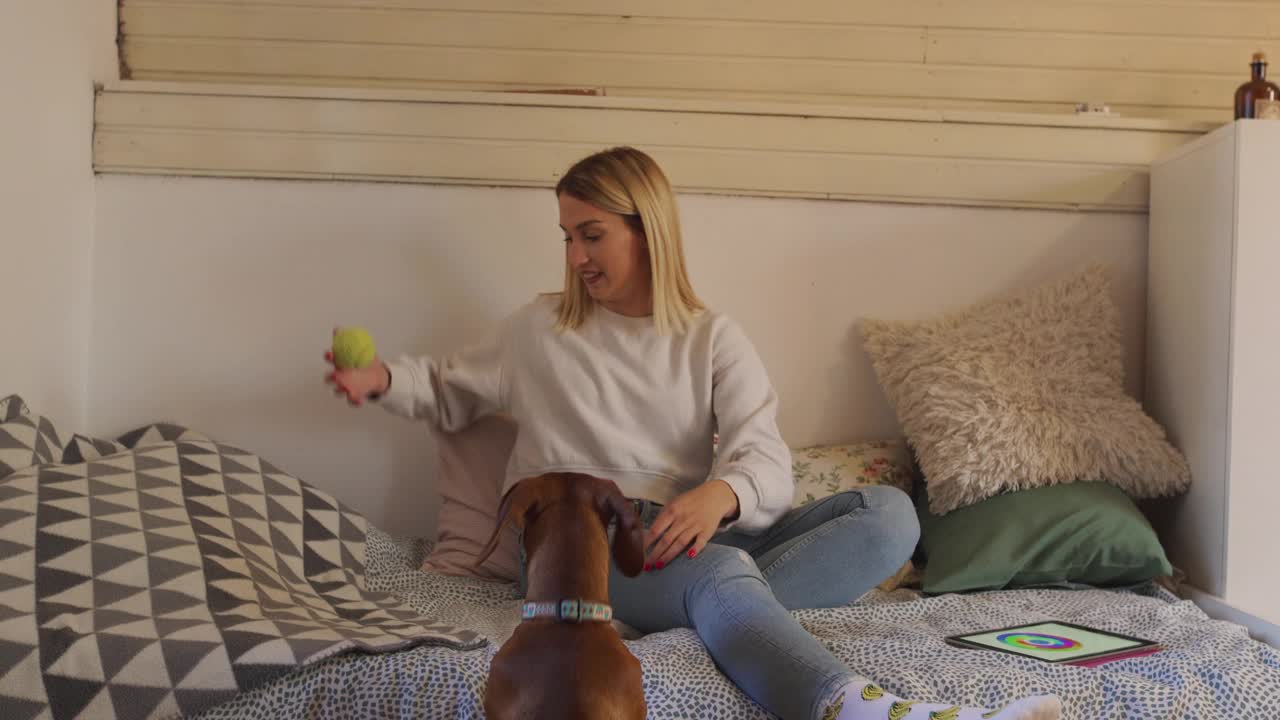 腊肠狗和在家工作的富有创造力的女主人玩耍视频下载
