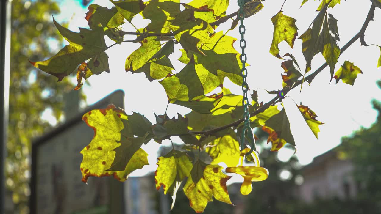 树上的秋叶视频下载