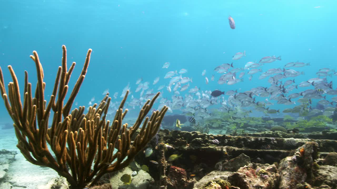 巴哈马群岛的珊瑚礁和浮潜者视频下载