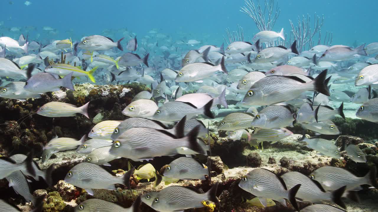 巴哈马群岛珊瑚礁上的鱼群视频素材