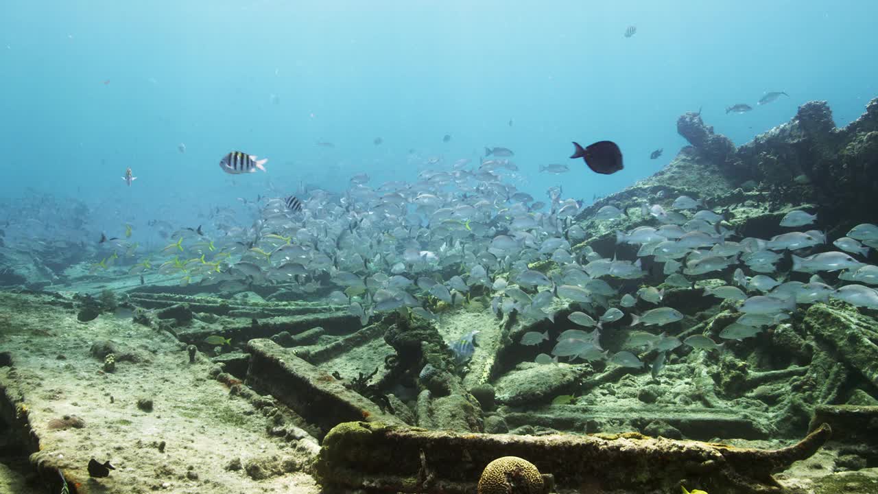 巴哈马群岛沉船上的一大群鱼视频素材