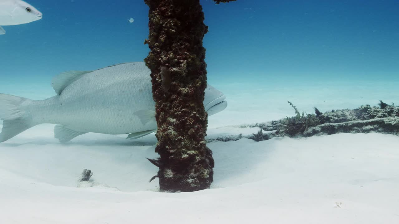 Cubera Snapper和一群Gray Snapper鱼视频素材