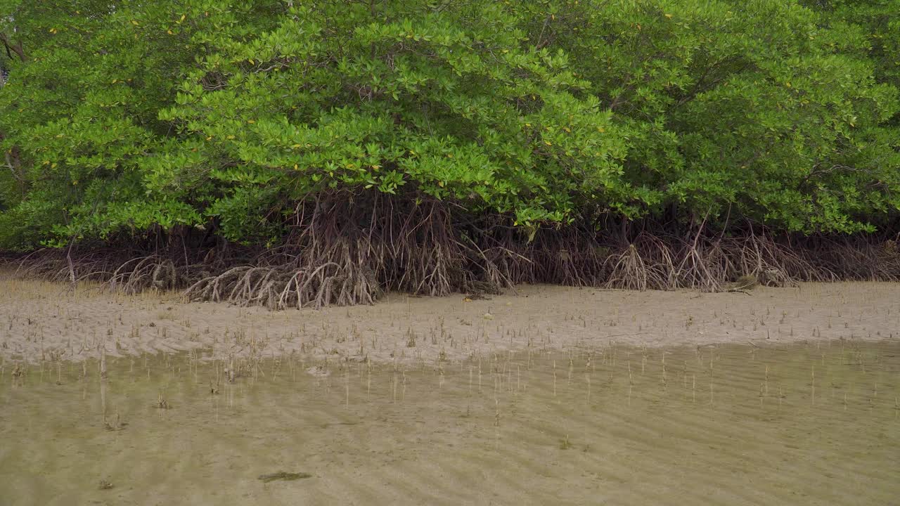 马来西亚恩多低潮浅水沙滩的热带红树林森林树木，根，气根和气根视频素材