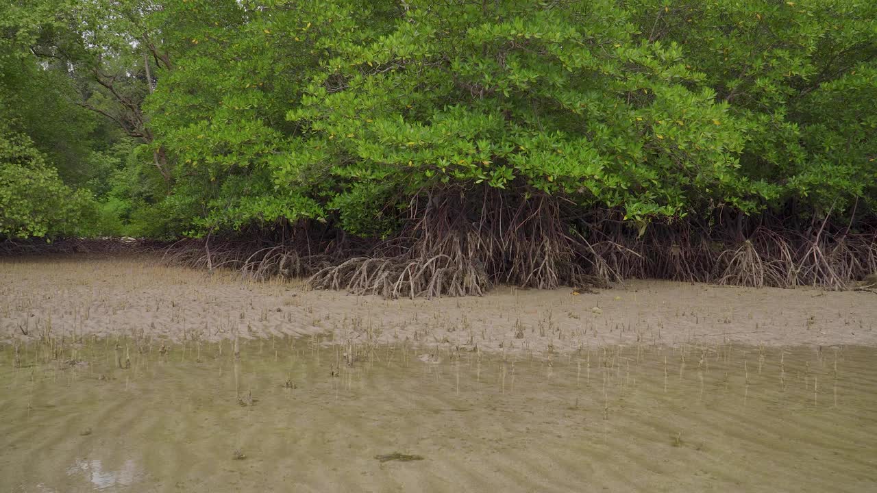 在马来西亚恩多的低潮浅水沙滩拍热带红树林森林树木，根，气根和气根视频素材