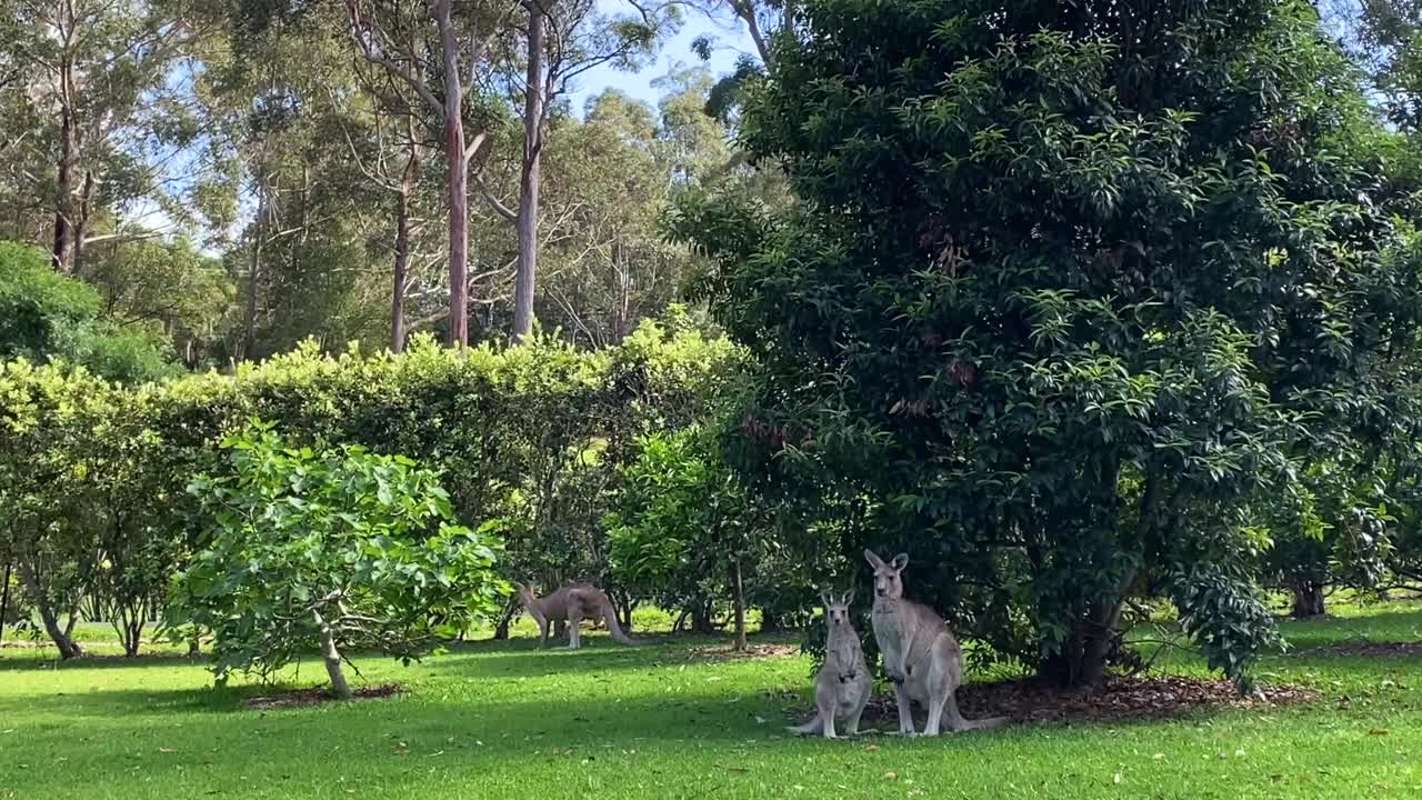 澳大利亚后院的袋鼠和小袋鼠视频下载