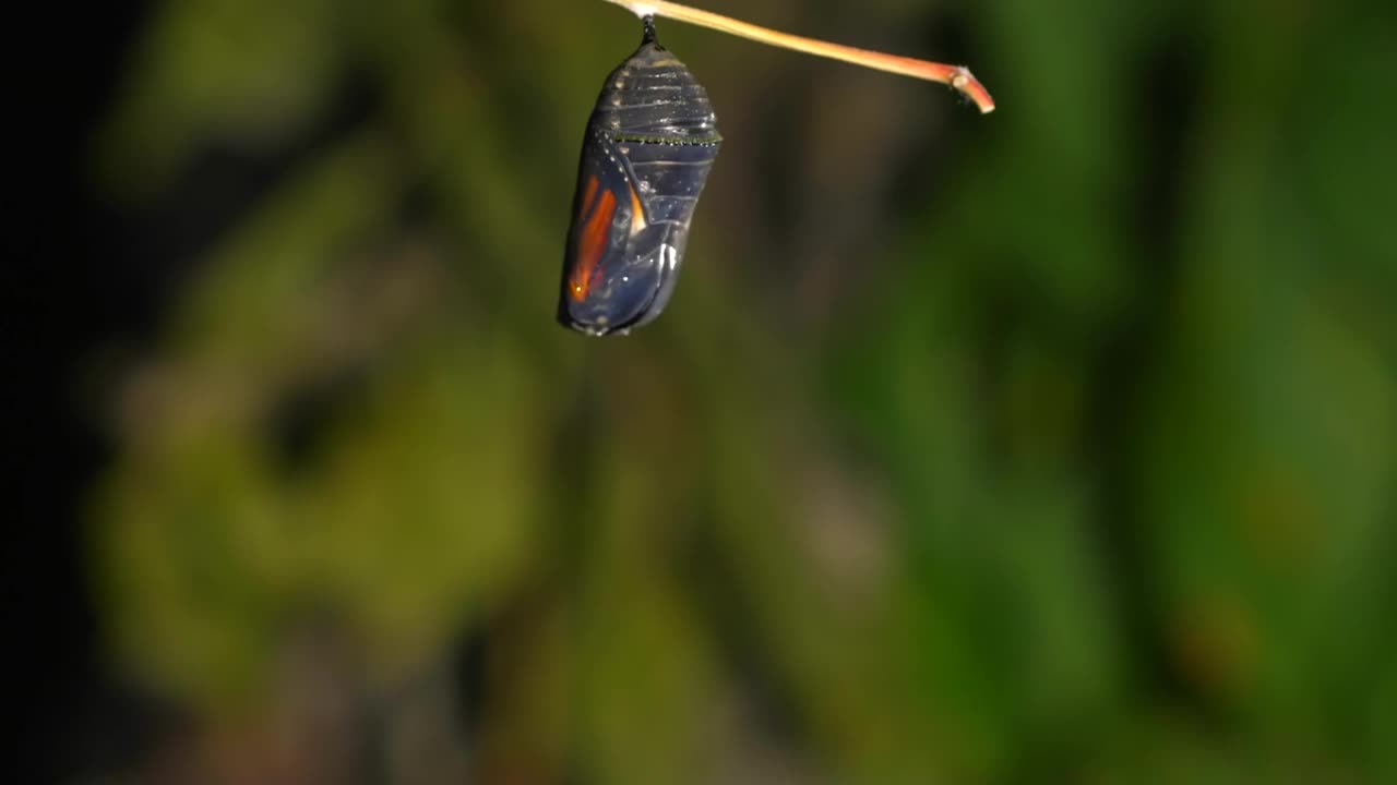 帝王蝶孵化的时间间隔它是蛹视频下载