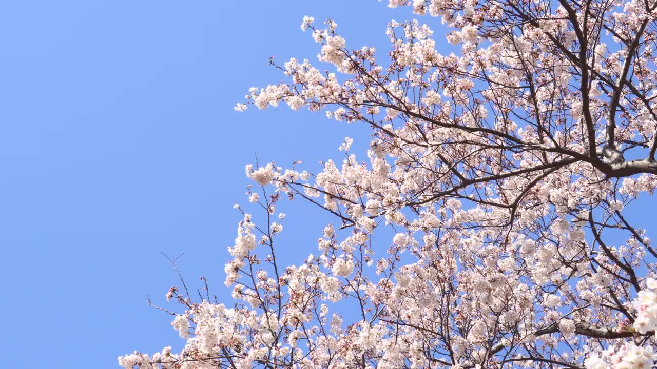 樱花衬着湛蓝的天空视频下载