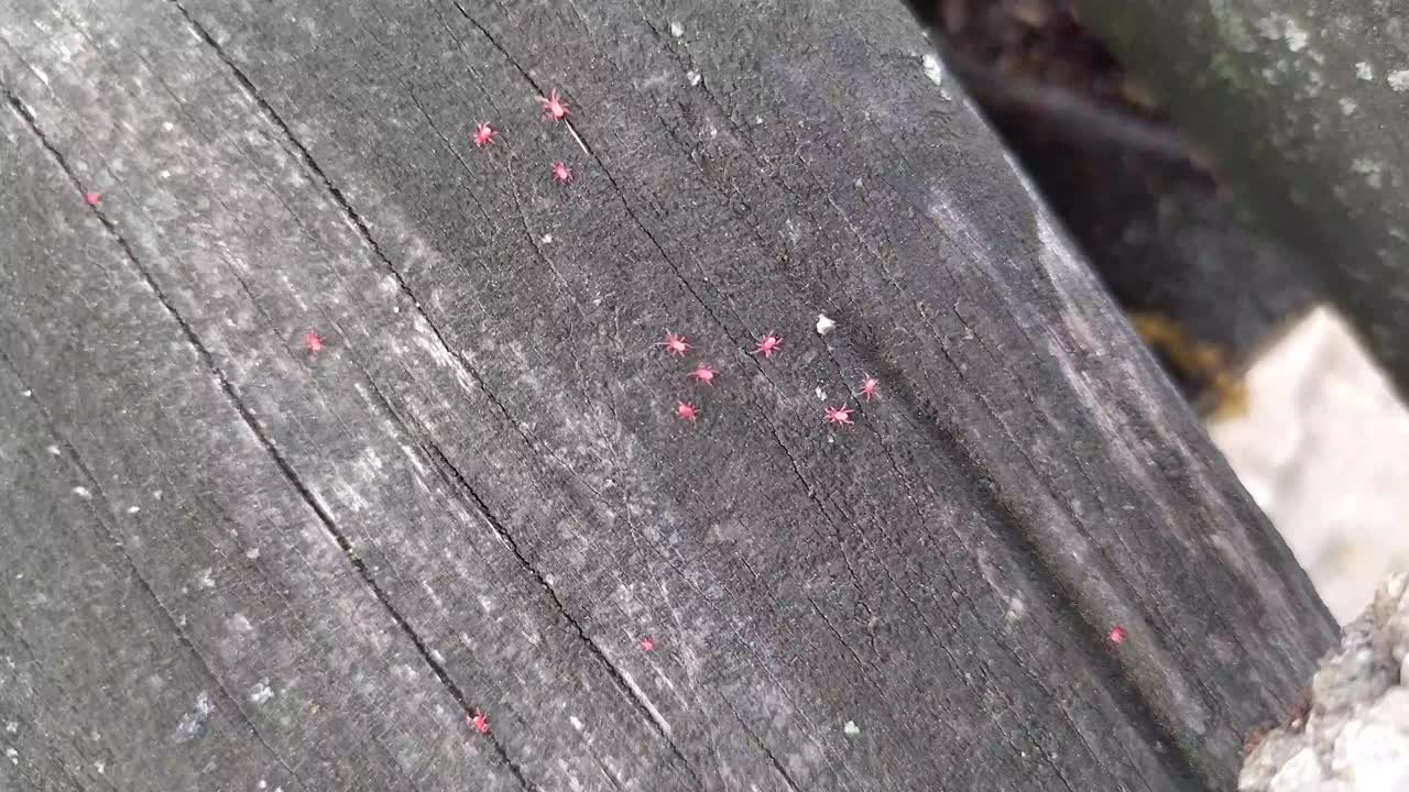 粉红色的蜘蛛在树干上行走，lo01视频下载