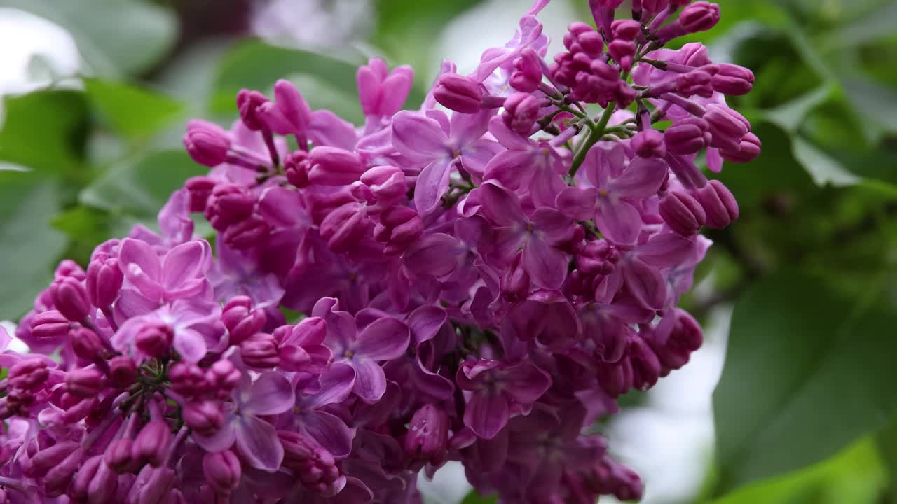 合上新鲜的紫丁香花视频素材