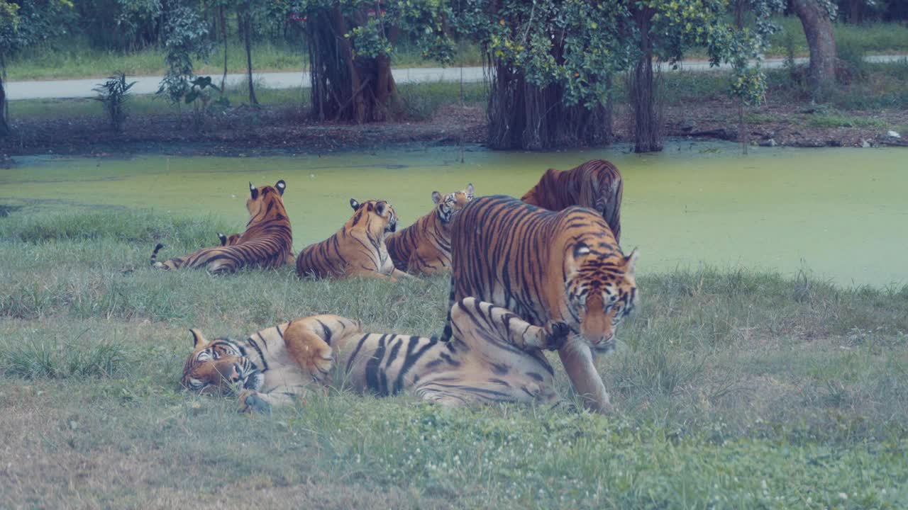 孟加拉虎在泳池边玩耍视频下载
