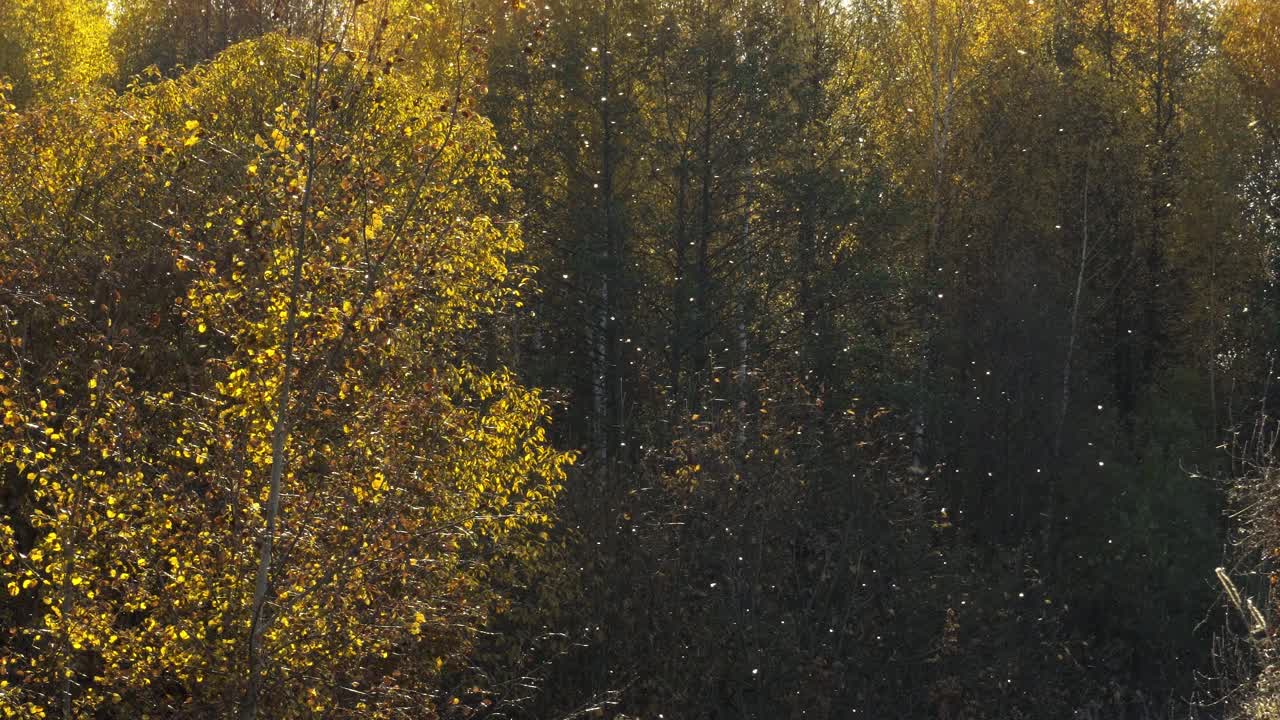 秋日的森林，阳光灿烂。在森林的背景下，毛茸茸的苍蝇，在地面上覆盖了一层柔软的东西。静态相机，作为背景视频素材
