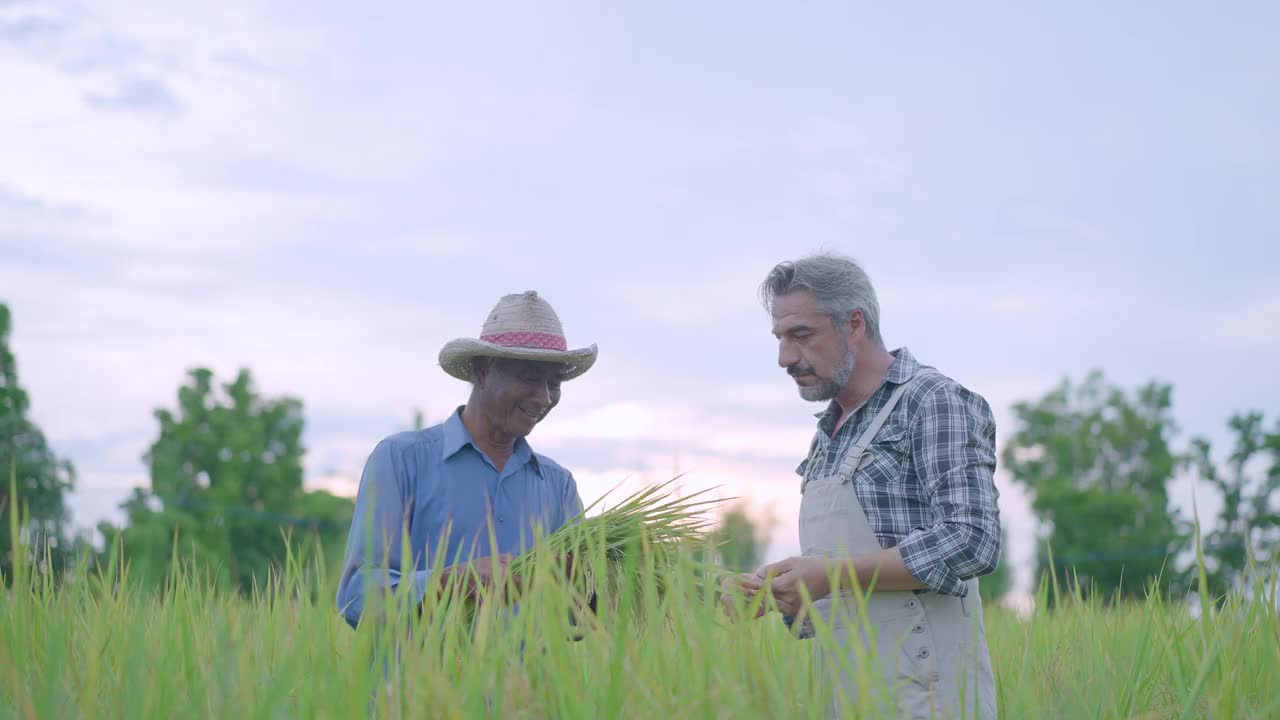 两个成功的成年农民站在稻田里视频下载