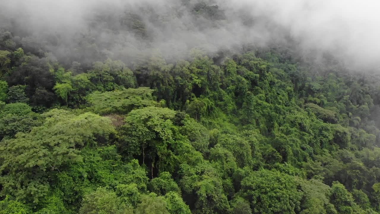 雨后的雨林丛林笼罩着薄雾。鸟瞰图的热带森林在山。一架无人机飞过热带雨林的树梢。视频素材