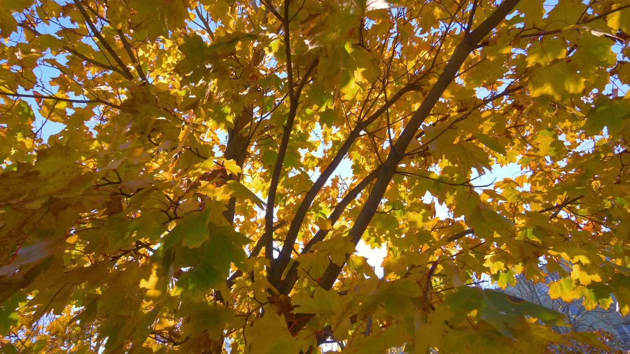 公园里秋叶的阳光，4k慢镜头60帧视频素材