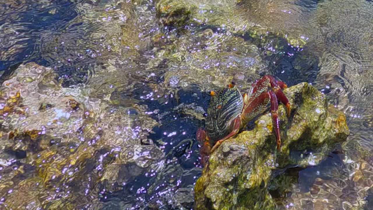 螃蟹在海里跳石头的特写镜头。美丽的短尾蟹在岩石海岸爬行和跳跃视频素材