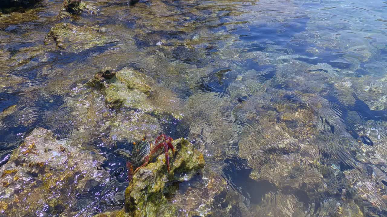 在透明的海水中，螃蟹在石质珊瑚礁上跳跃。海洋动物，植物和动物海洋世界。视频素材