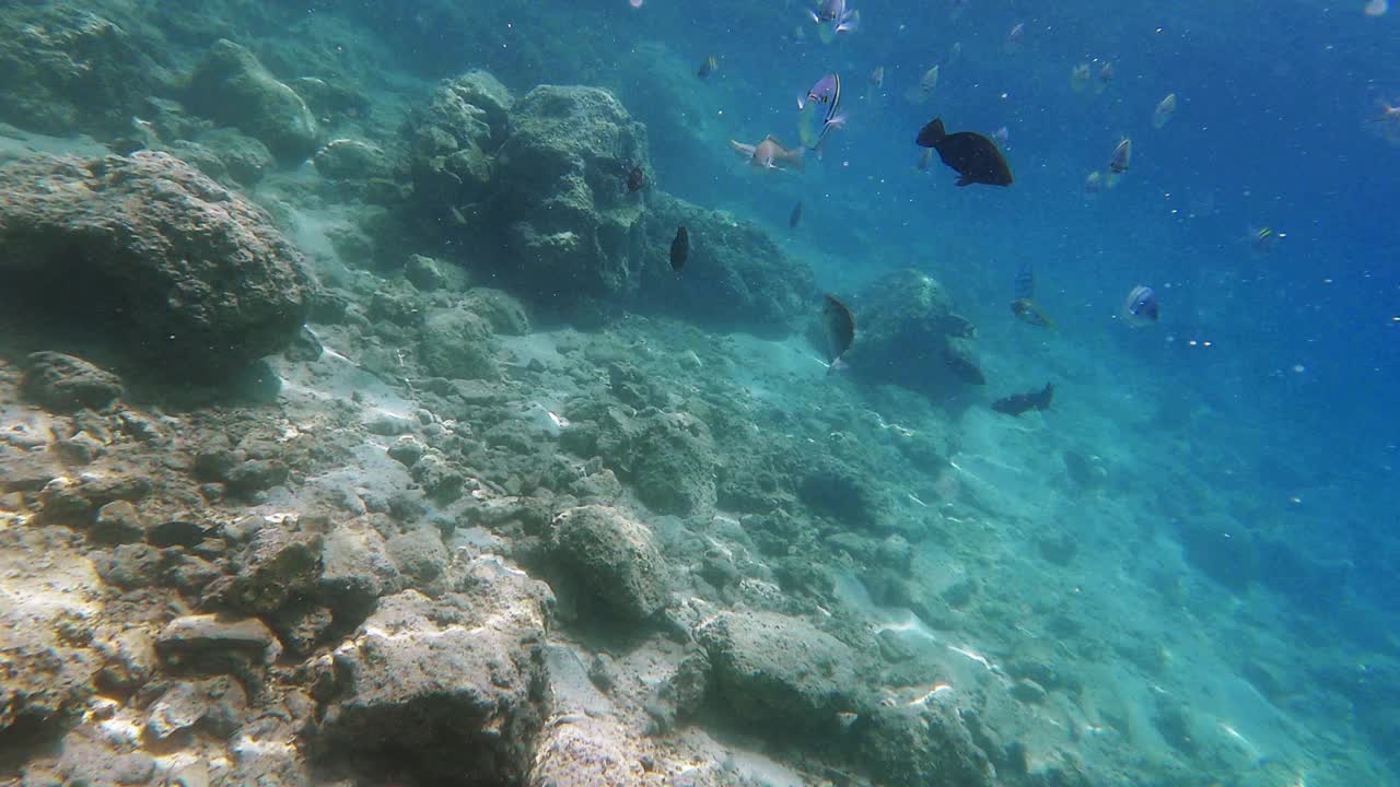 红海里令人惊叹的水下鱼群视频素材