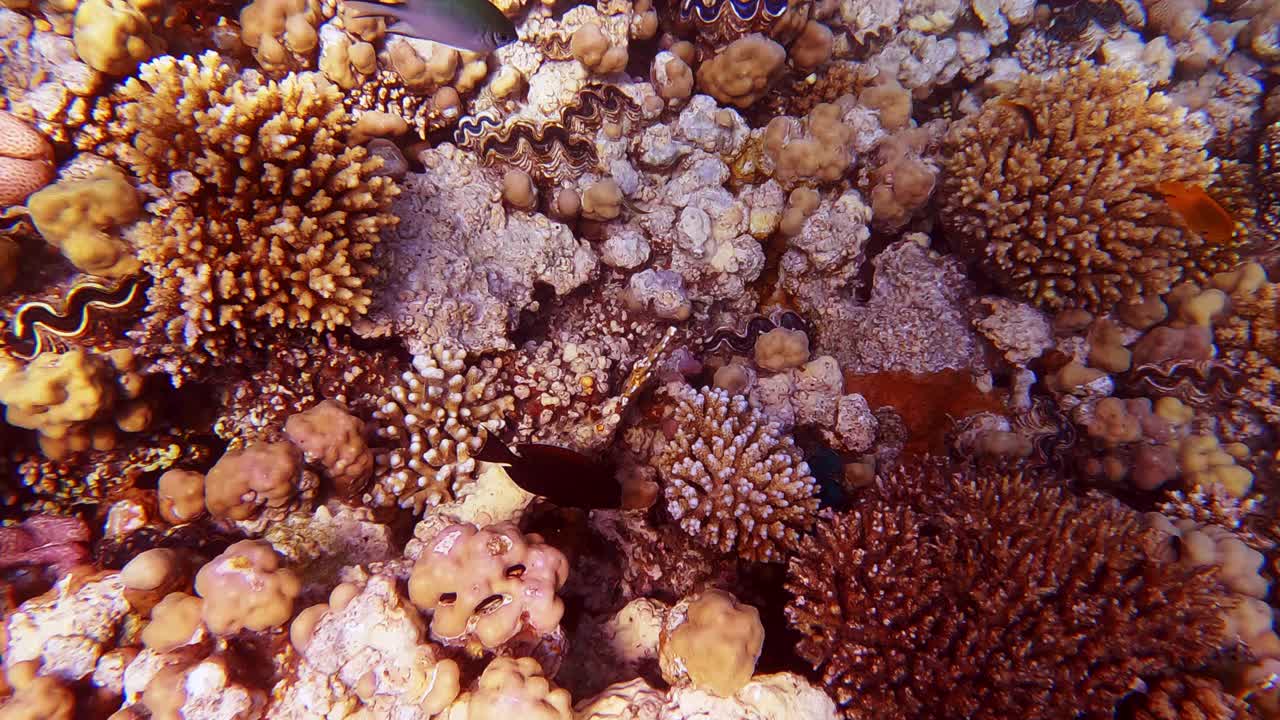 在热带珊瑚礁上游泳的俯视图视频素材