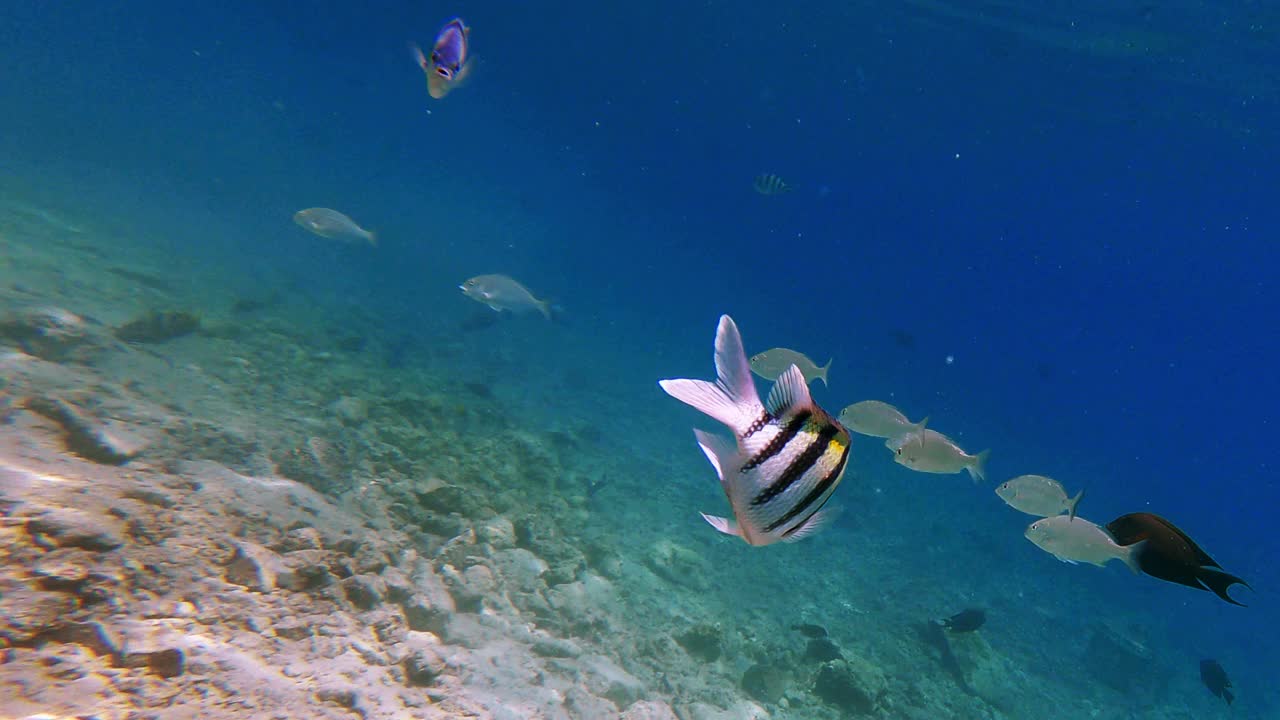 近景的条纹热带鱼漂浮到相机视频素材