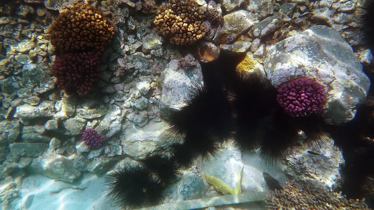 俯瞰海胆和美丽的珊瑚礁视频素材